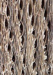 Image showing Cactus wood bark texture