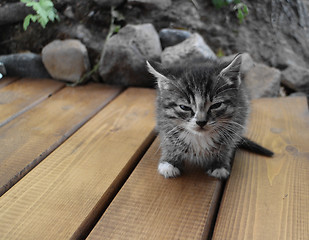 Image showing  small fluffy gray kitten