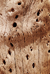 Image showing Cactus wood bark texture