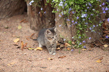 Image showing  tiny kitten with flowers