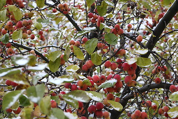 Image showing  Apple apples  under the snow 