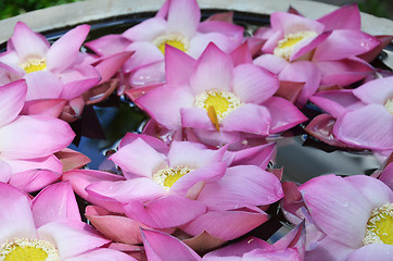 Image showing Blossom lotus flowers in water pond