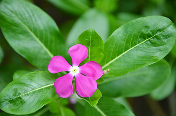 Image showing Beautiful pink vinca flowers
