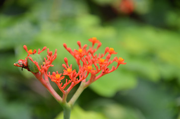 Image showing Beautiful local Thai herbs, Jatropha podagrica