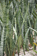 Image showing Leaves surface texture of snake plant 