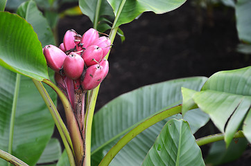 Image showing Musa Velutina banana tree