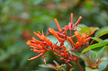 Image showing Hummingbird Bush flower