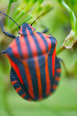 Image showing Brightly colored bug Italian. Macro