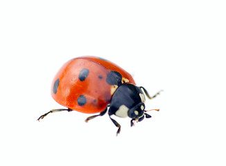 Image showing custom yellow ladybug macro on white background