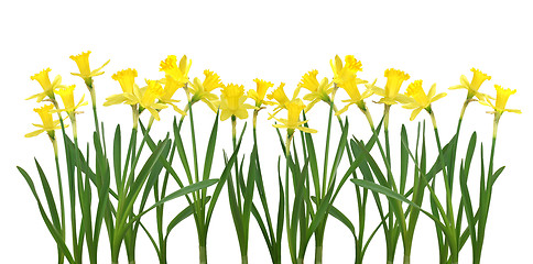 Image showing Daffodil banner