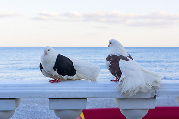 Image showing Couple of black and white pigeons