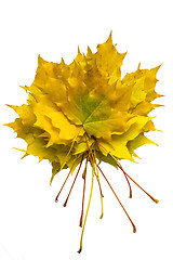 Image showing Pile of autmn maple leaves