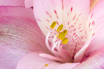 Image showing Pink lily macro background