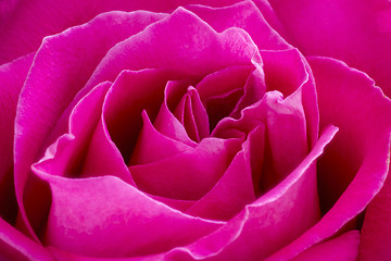 Image showing Pink rose macro background