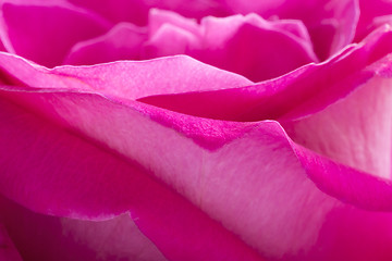 Image showing Pink rose petals macro background