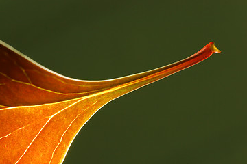 Image showing Autumn leaf falling