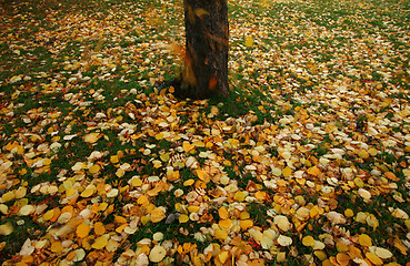 Image showing Autumn leaves falling to the ground