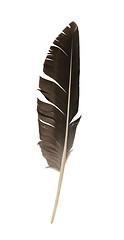 Image showing Feather isolated
