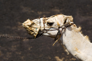 Image showing africa brown dromedary   lanzarote spain