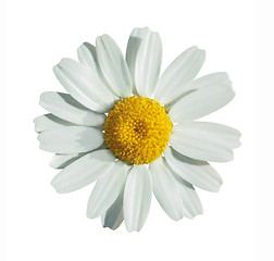 Image showing Summer flower on white with path