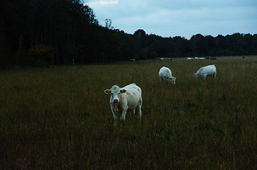 Image showing White young cows by late evening