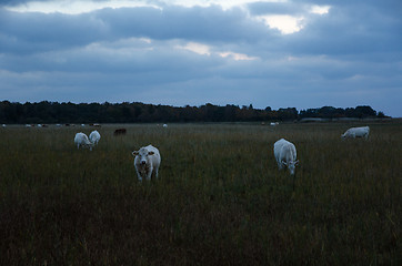 Image showing White cattle herd at dusk