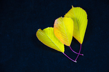 Image showing Group of fall colored leaves