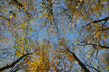 Image showing Beech tree tops at fall