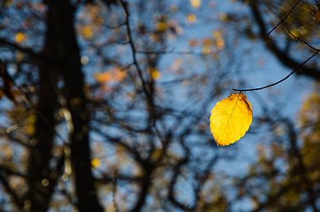 Image showing One beech leaf at a twig