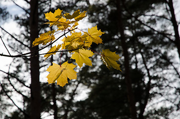 Image showing Backlit golden maple leaves