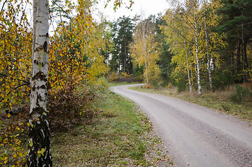 Image showing Colorful birch tree by roadside