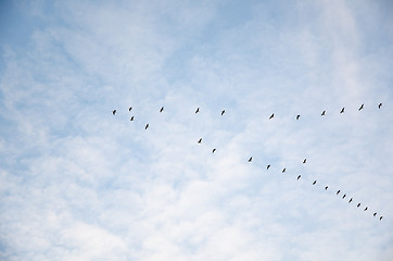 Image showing Migrating geese in V-formation