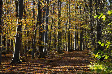 Image showing Golden beech forest