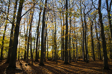 Image showing Glorious beech forest