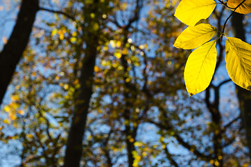 Image showing Shiny golden beech leaves