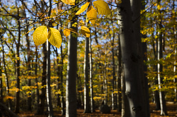 Image showing Beech tree leaves closeup