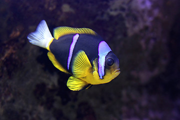 Image showing Clark Anemonefish