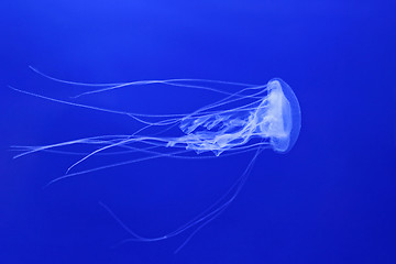 Image showing Jelly Fish