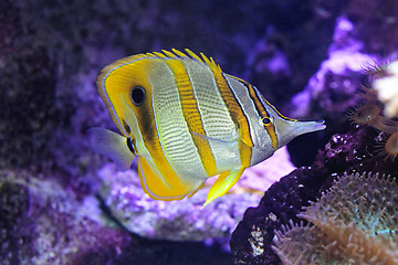 Image showing Copperband Butterfly Fish