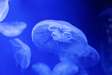 Image showing Moon Jelly Fish