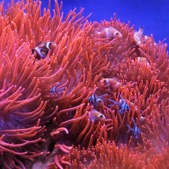 Image showing Orange Clown Fish