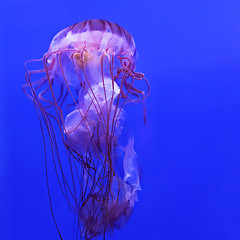 Image showing Purple Striped Jellyfish