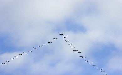 Image showing common cranes at passage of birds