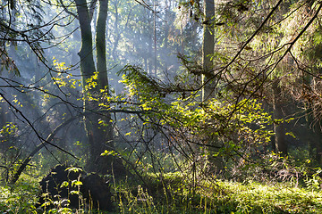 Image showing Sunbeam entering rich deciduous forest