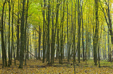 Image showing Hornbeam trees in fall