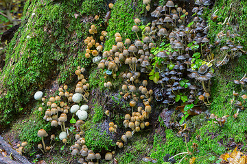 Image showing Bunch of autumnal fungus