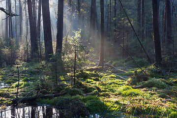 Image showing Natural coniferous stand of Landscape Reserve