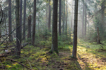 Image showing Sunbeam entering rich coniferous forest