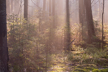 Image showing Natural coniferous stand of Landscape Reserve