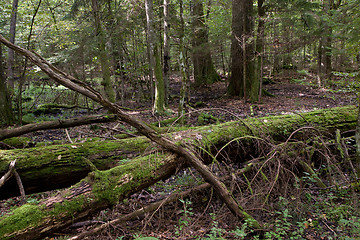 Image showing Dead oaks lying moss wrapped